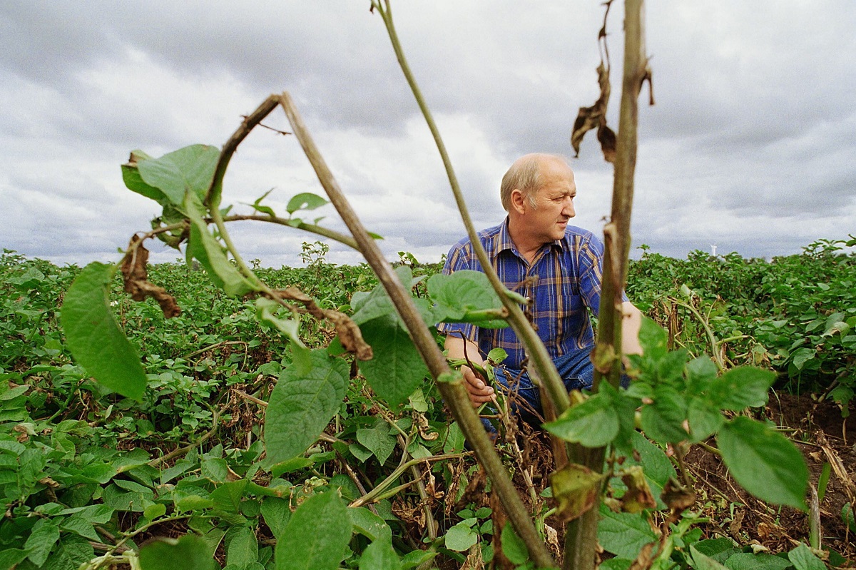 Skimmelangreb på kartoffelplanter